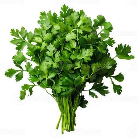 Coriander leaves (Hara Dhania)