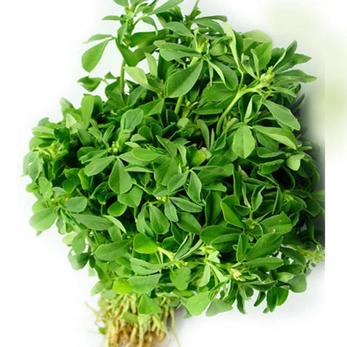 Fenugreek leaves (Methi Patta)