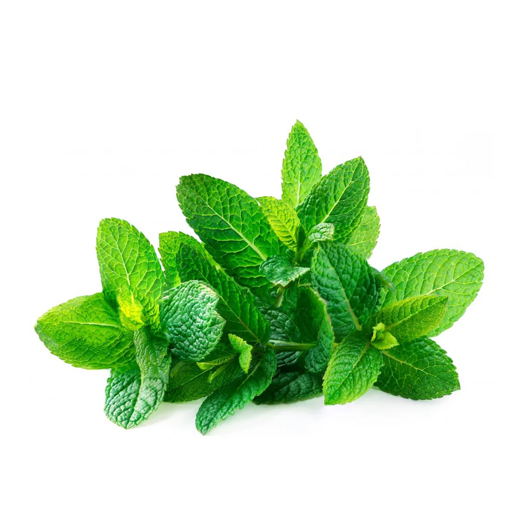 Mint (Pudina)