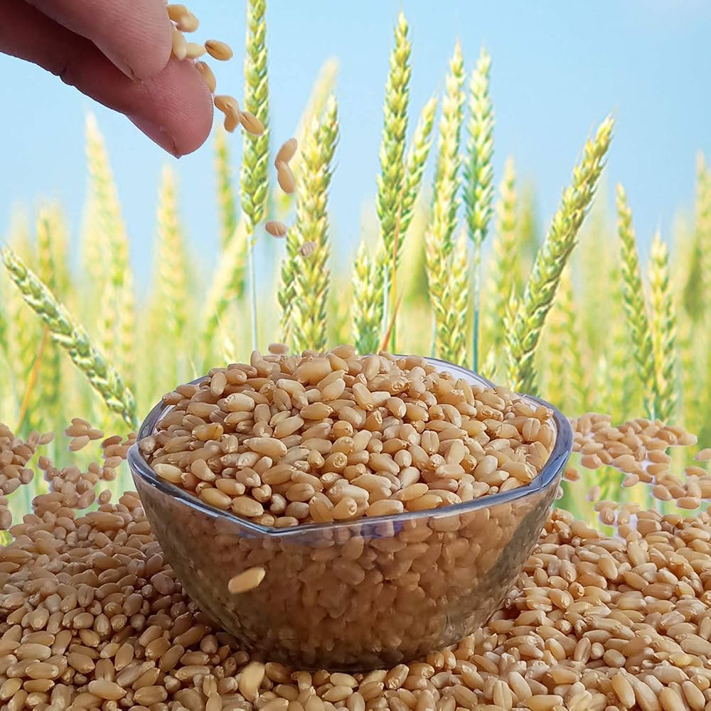 Wheat (Gehun)
